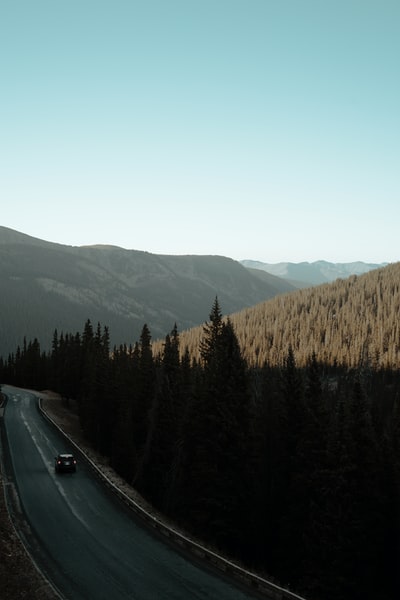 车辆经过松树环绕的道路